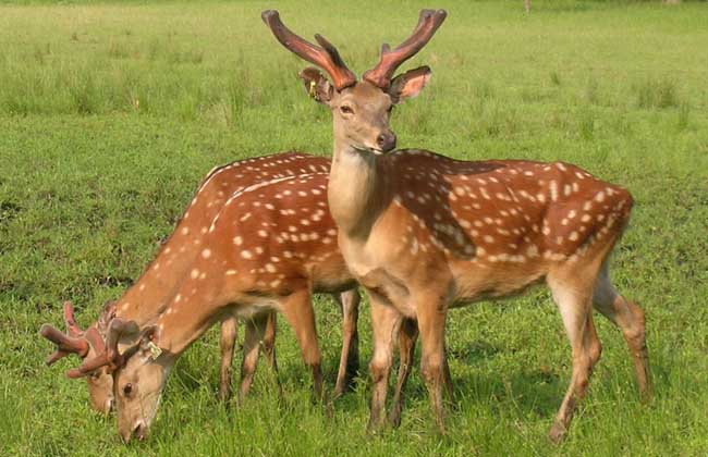 树牢品牌意识，推动东丰县梅花鹿产业发展