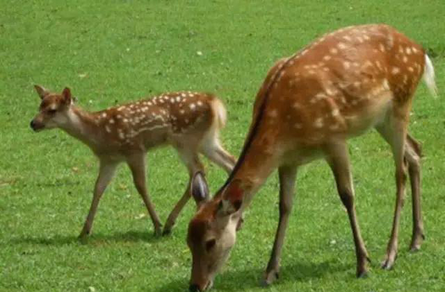 疫情过后梅花鹿养殖前景分析及市场行情