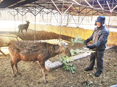 呦呦鹿鸣 致富有“鹿”