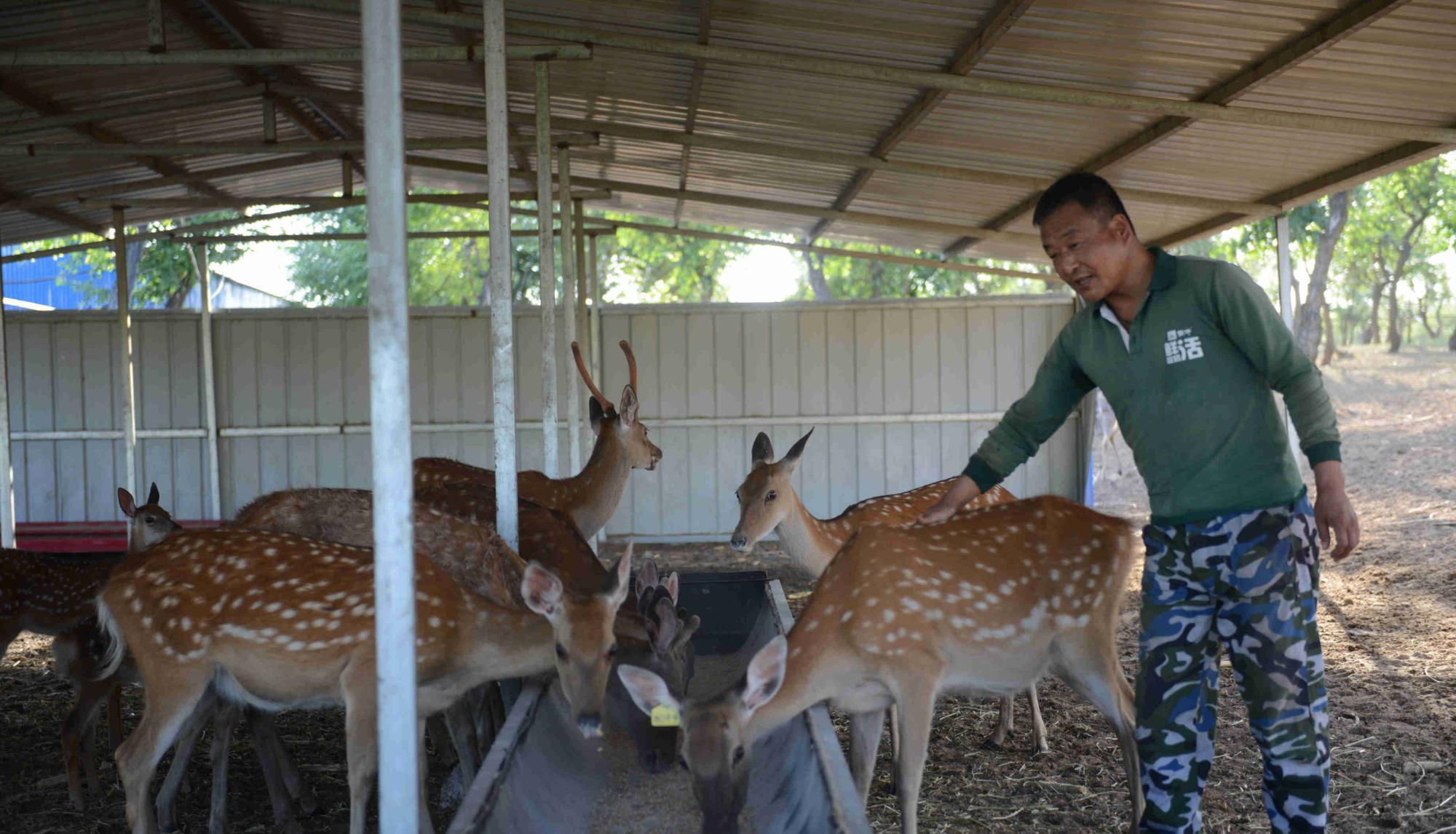 “世外桃源”闻鹿鸣