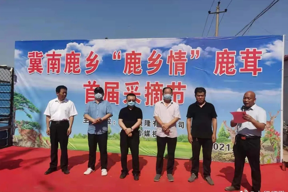 河北邯郸举办首届“鹿乡情”鹿茸采摘节